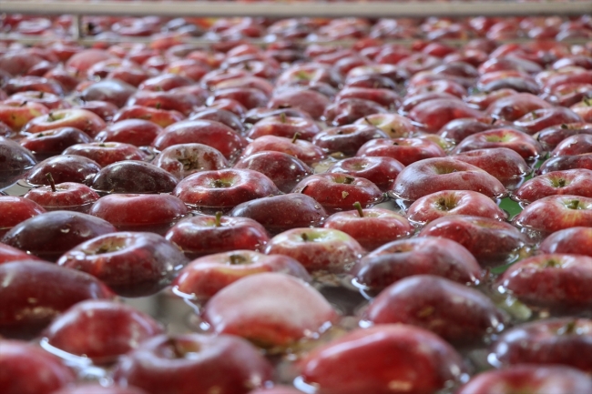 Organik mumlanan elmaların yeni rotası Uzak Doğu